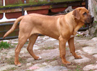 Pies Tosa Inu, Ramzes Dolina Rosy, Hodowla Dolina Rosy